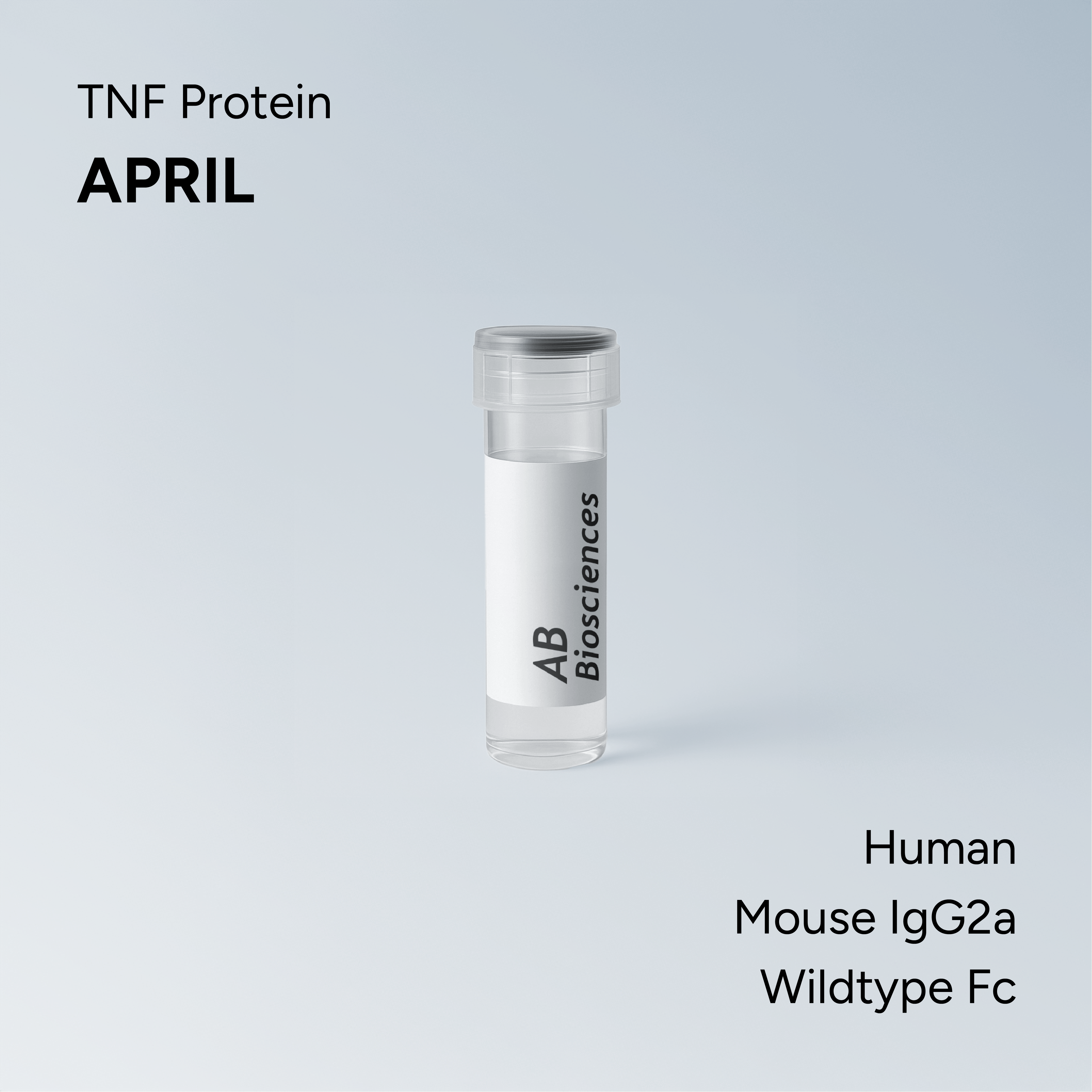 Human APRIL Mouse IgG2a Wildtype Fc