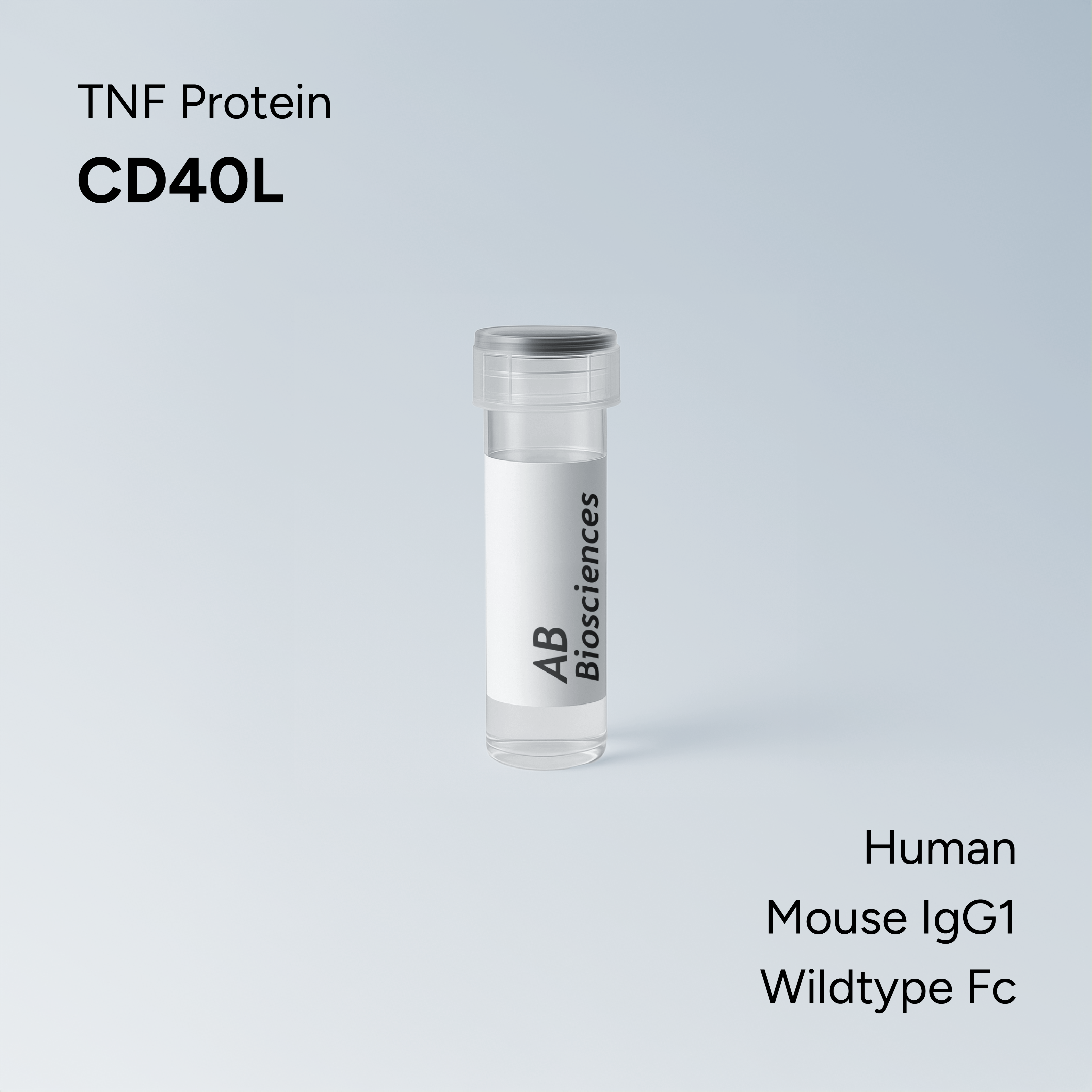 Human CD40L Human IgG1 Wildtype Fc