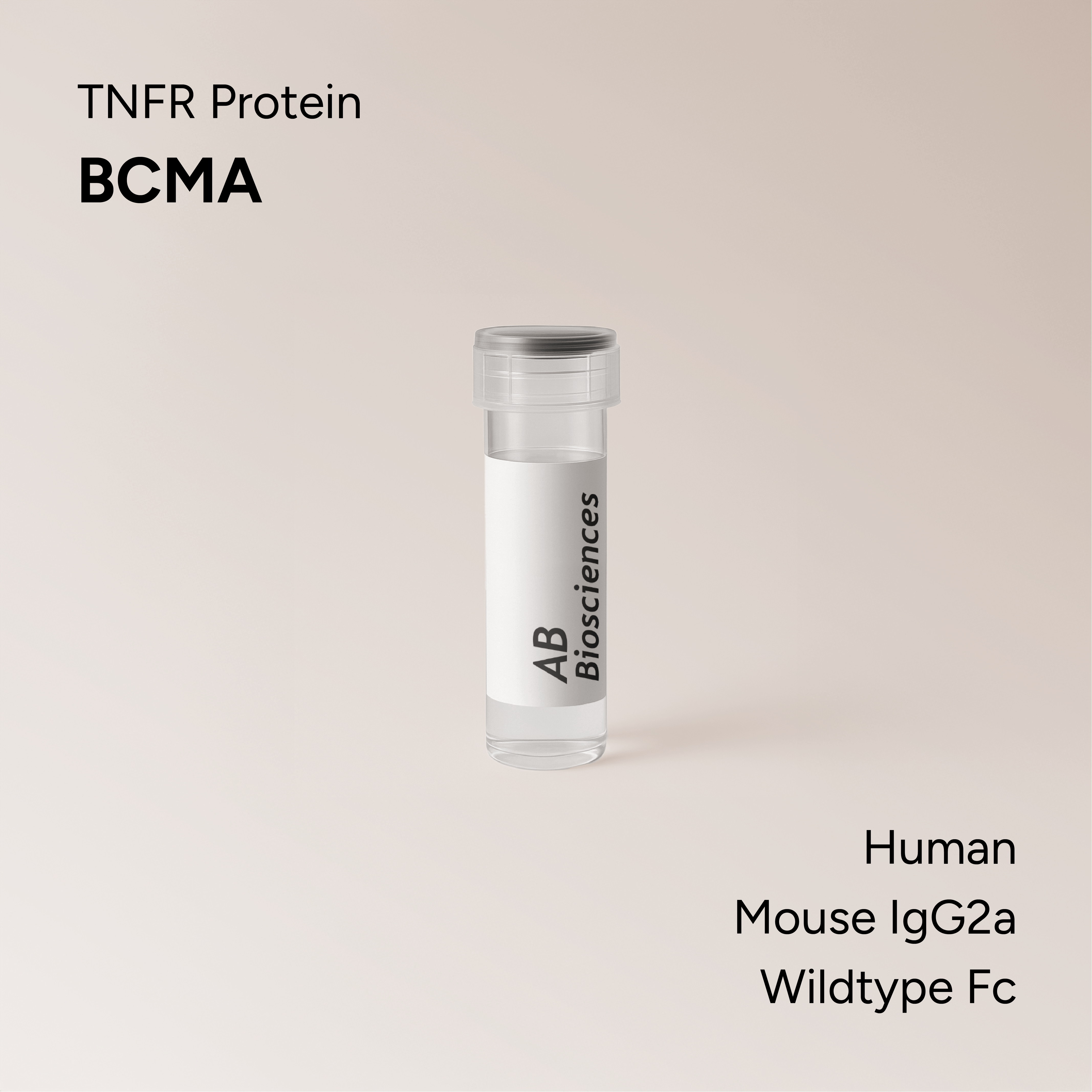 Human BCMA Mouse IgG2a Wildtype Fc