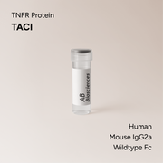 Human TACI Mouse IgG2a Wildtype Fc