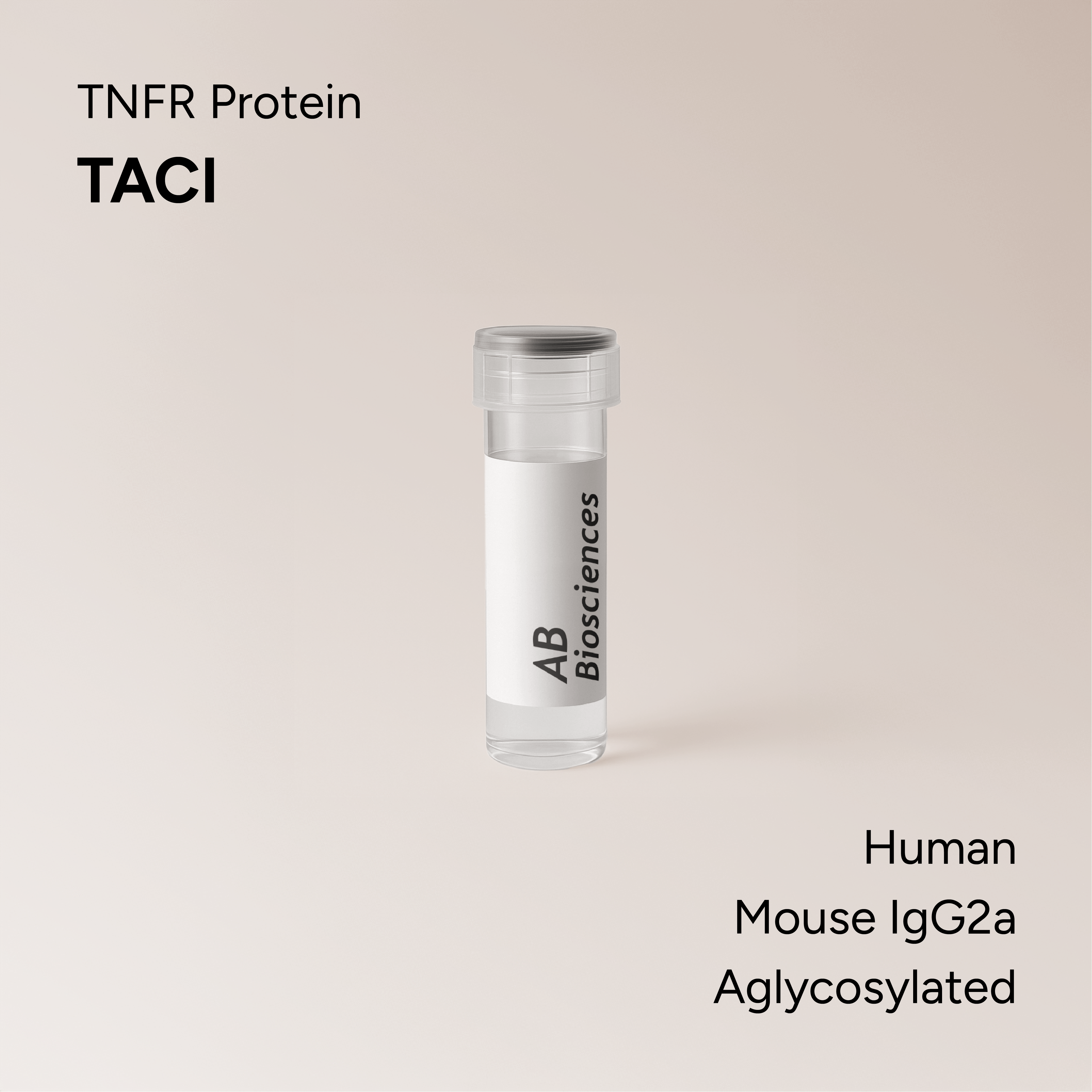 Human TACI Mouse IgG2a Aglycosylated Fc