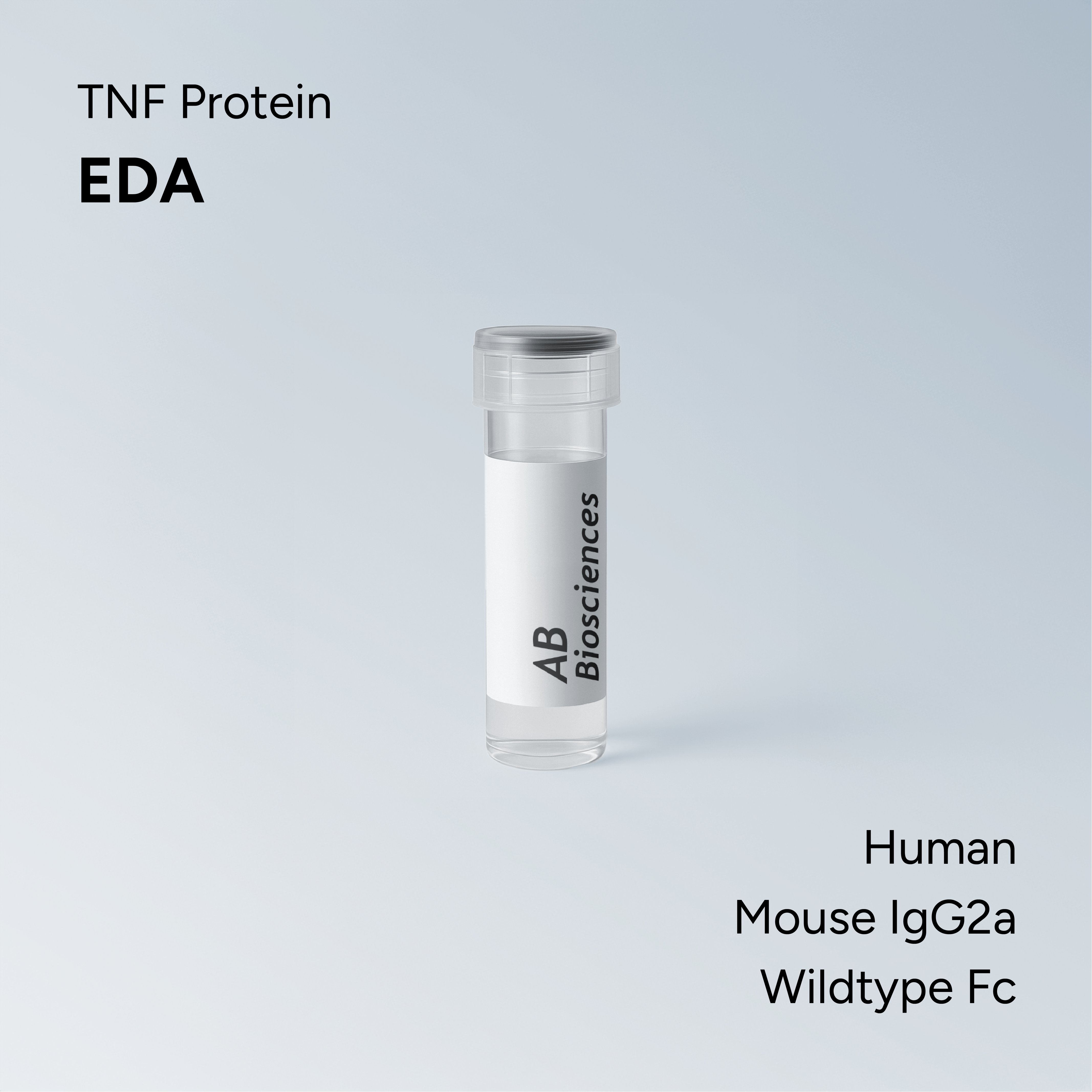 Human EDA Mouse IgG2a Wildtype Fc