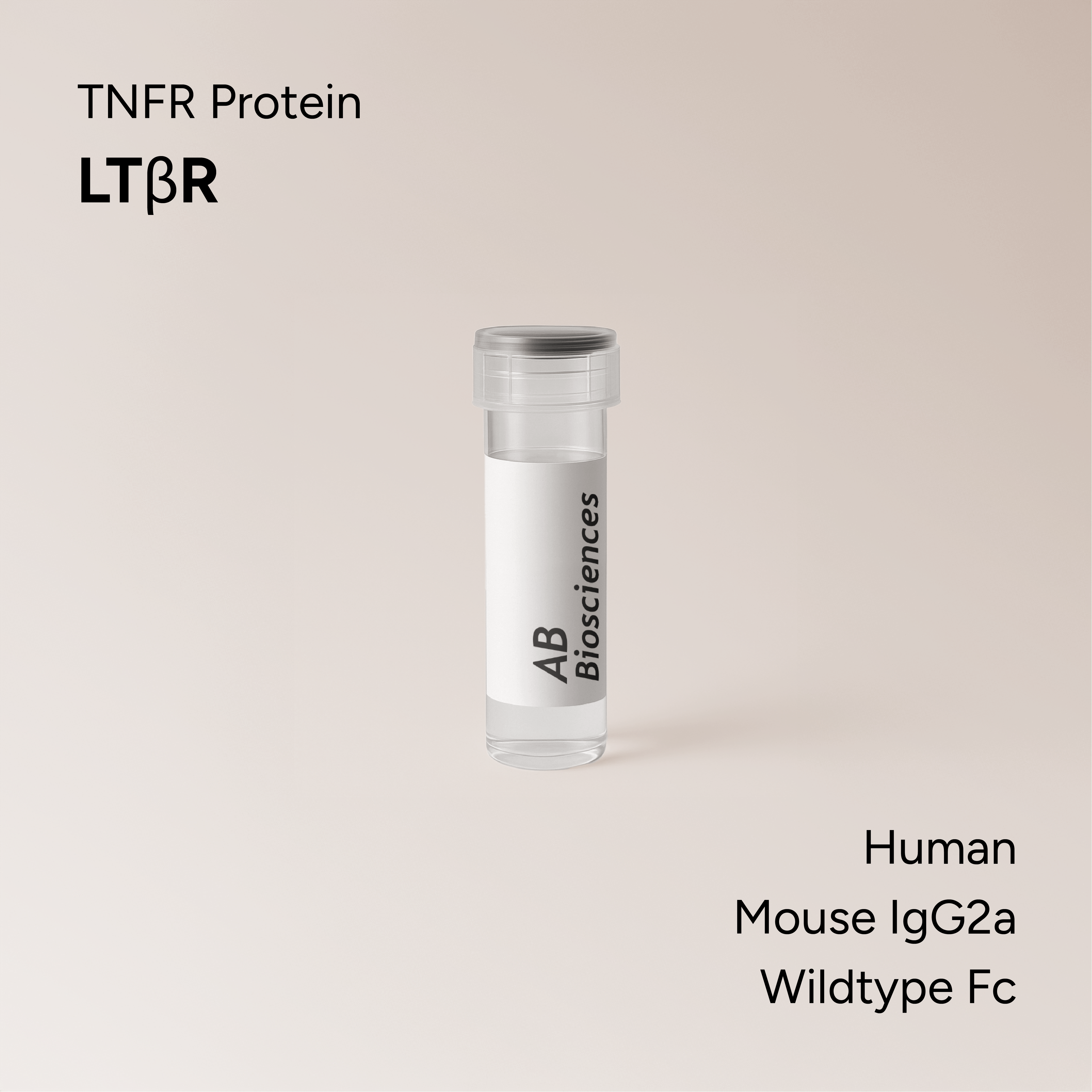 Human LTβR Mouse IgG2a Wildtype Fc