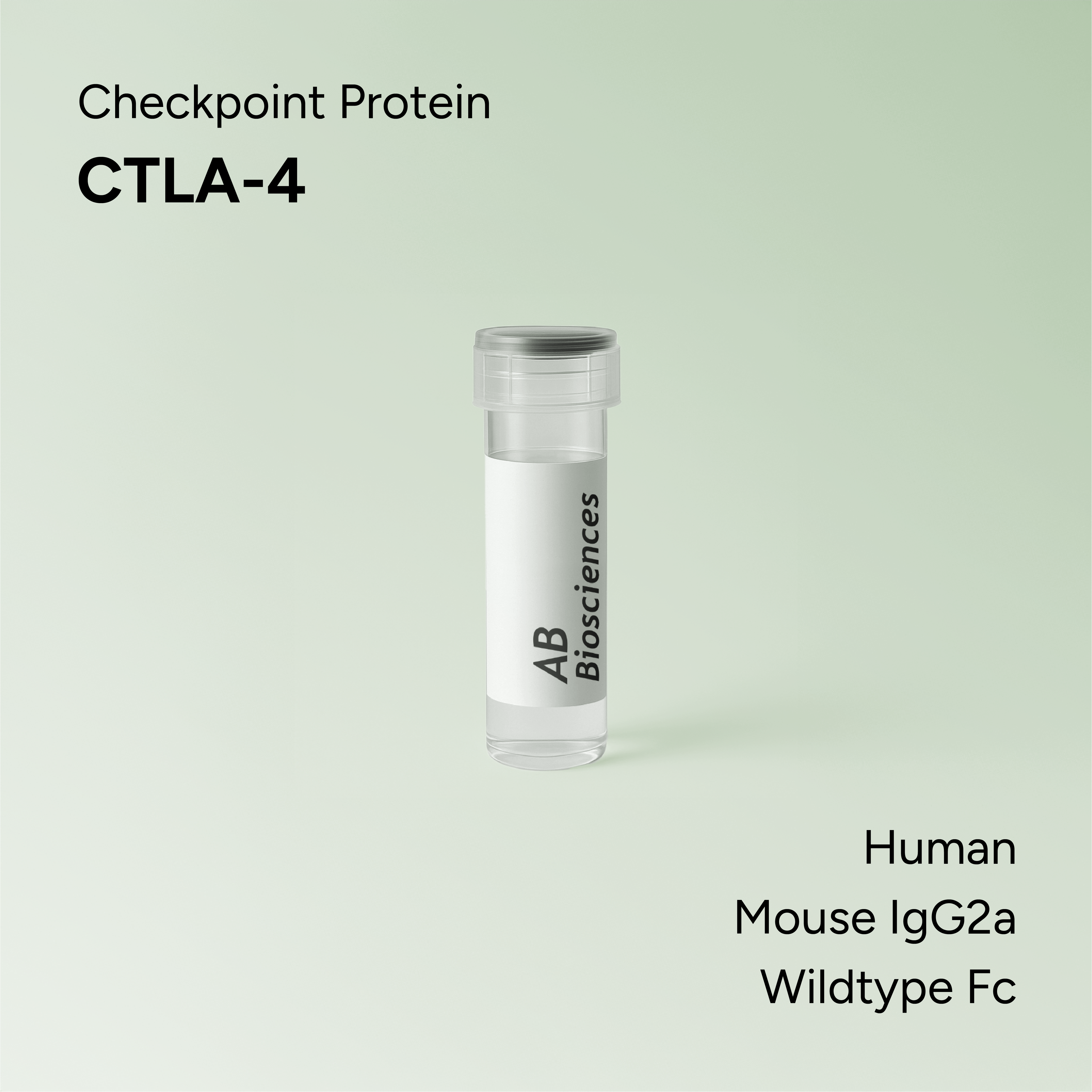 Human CTLA-4 Mouse IgG2a Wildtype Fc