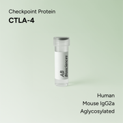 Human CTLA-4 Mouse IgG2a Aglycosylated Fc