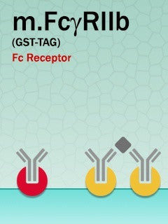 Mouse FcγRIIb (GST-Fusion)