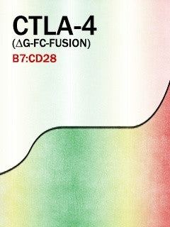 CTLA-4 (Aglyco-Fc-Fusion)