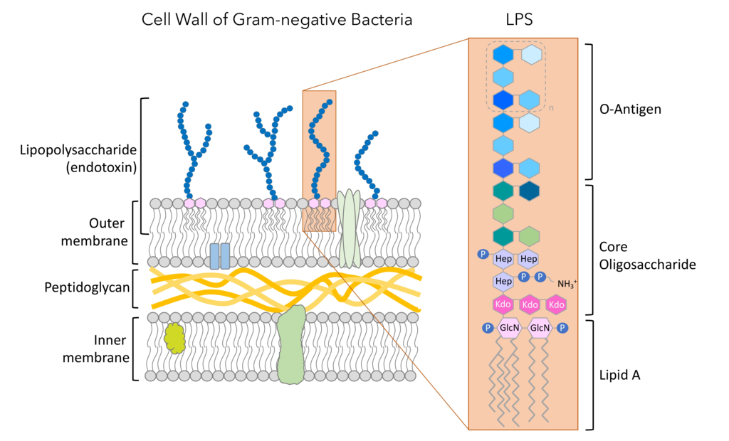 Regarding Endotoxin