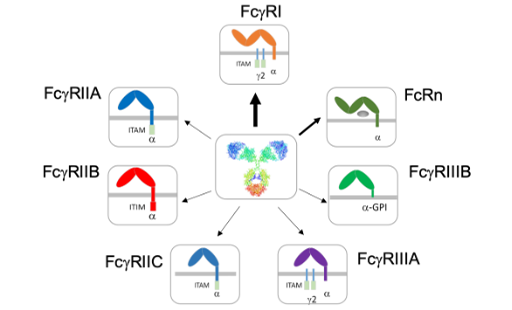 Regarding Fc Receptors