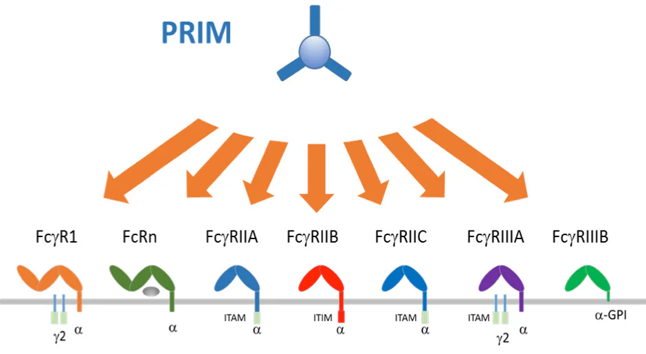 PRIM