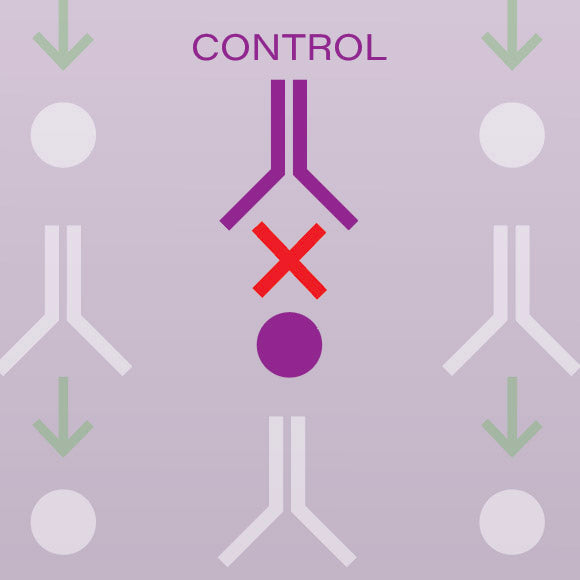 Control Antibody