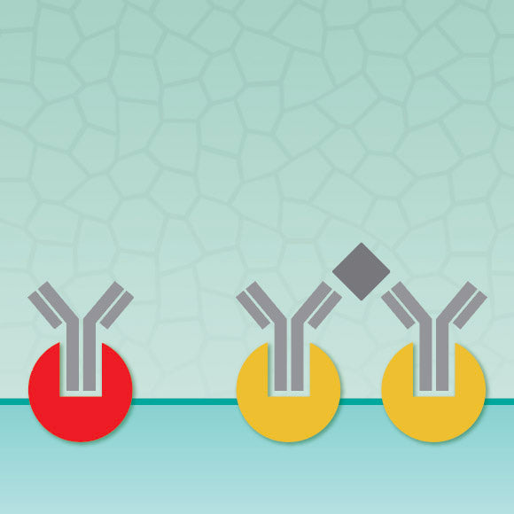 Fc Receptor