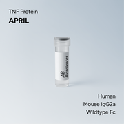 Human APRIL Mouse IgG2a Wildtype Fc