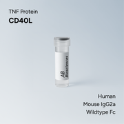 Human CD40L Mouse IgG2a Wildtype Fc
