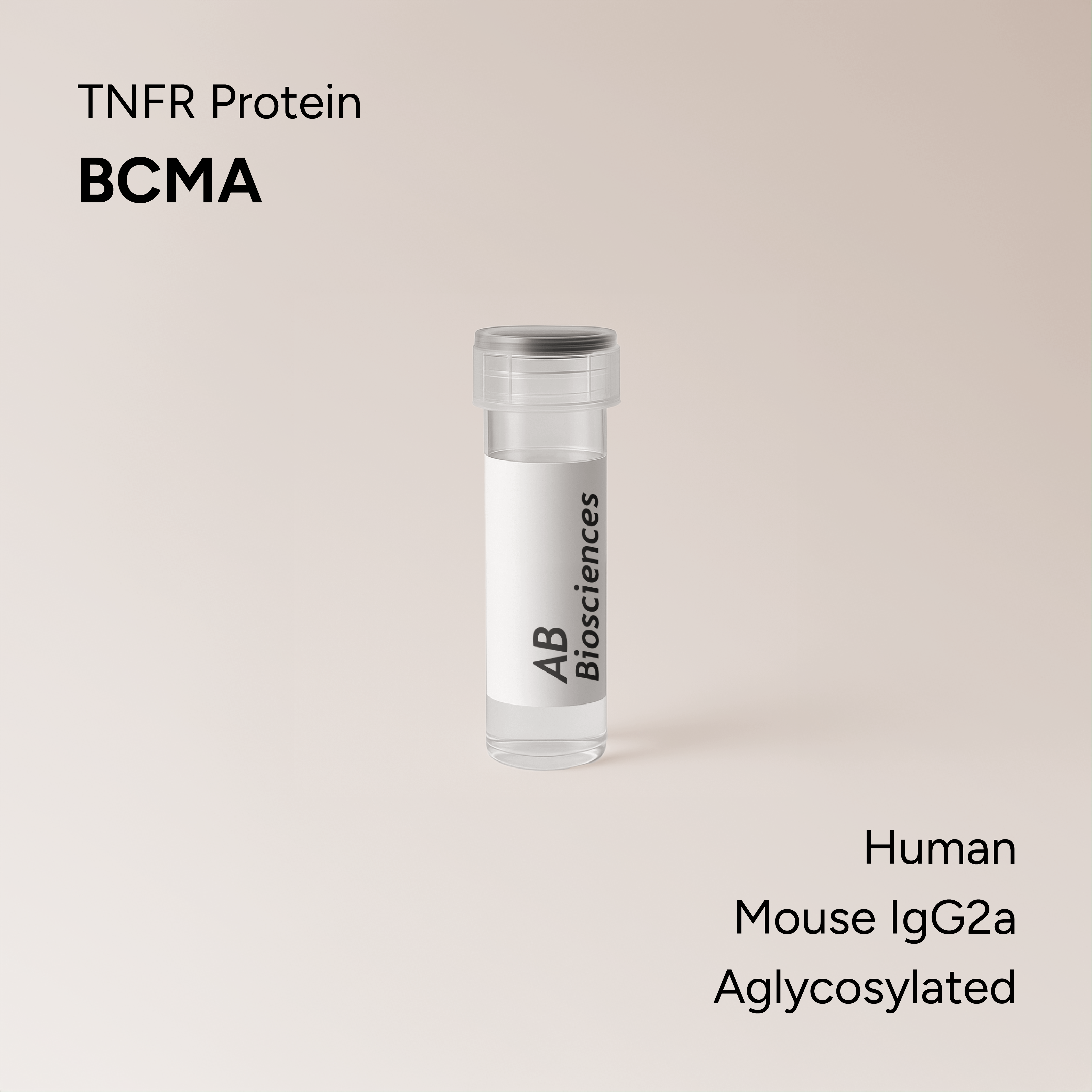 Human BCMA Mouse IgG2a Aglycosylated Fc