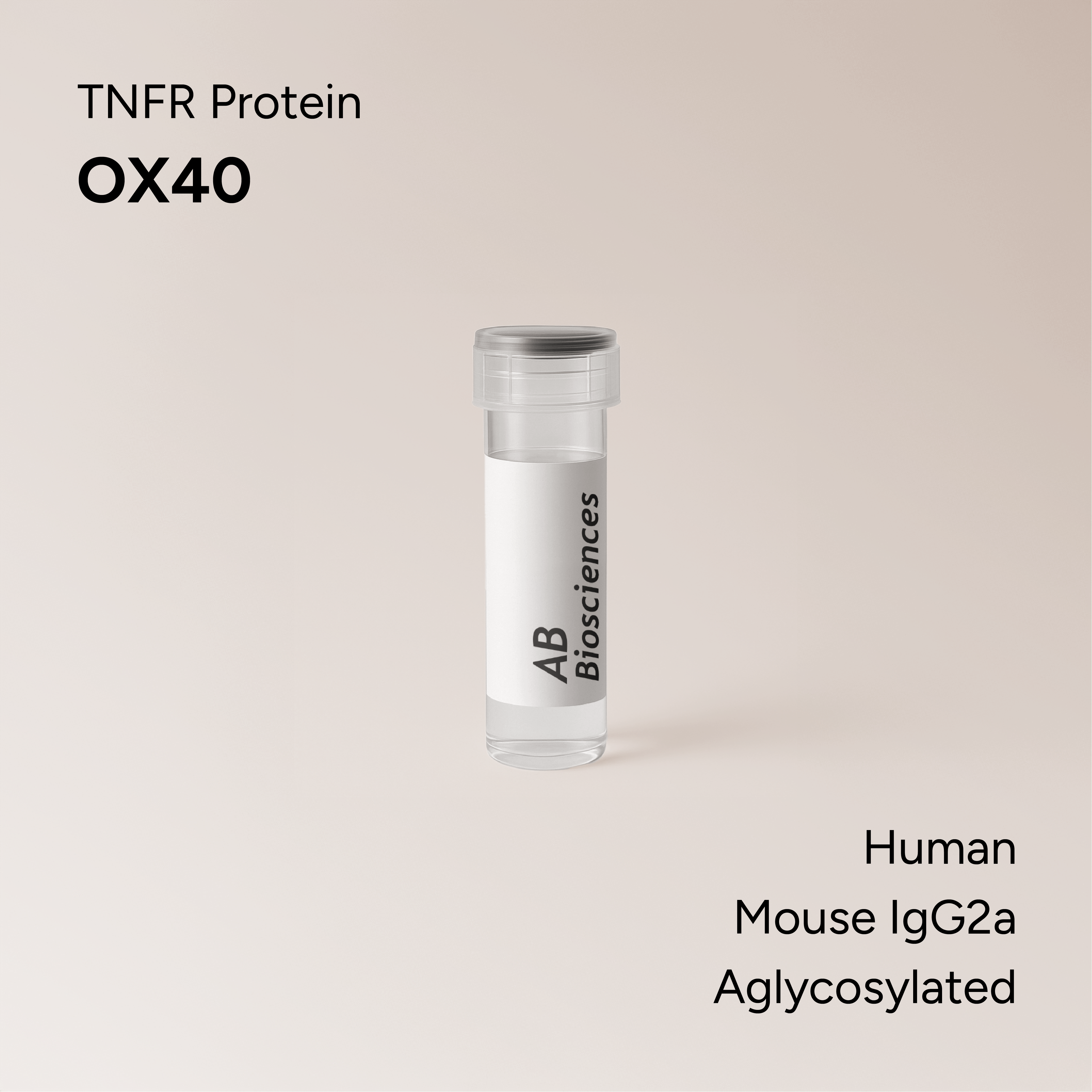 Human OX40 Mouse IgG2a Aglycosylated Fc