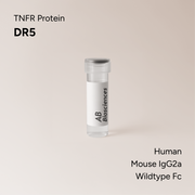Human DR5 Mouse IgG2a Wildtype Fc