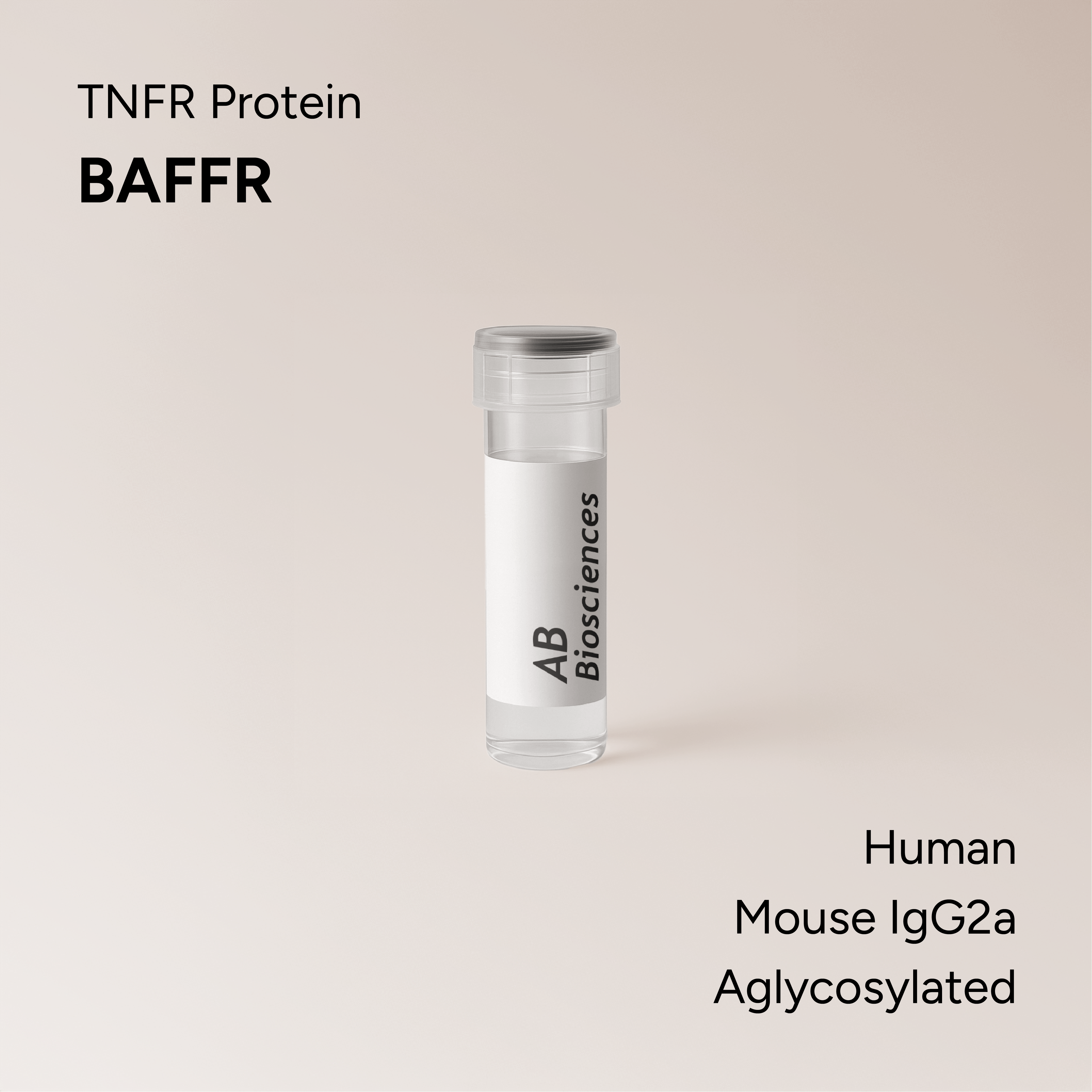 Human BAFFR Mouse IgG2a Aglycosylated Fc