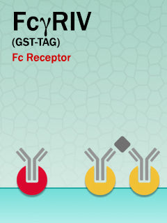 Mouse FcγRIV (GST-Fusion)