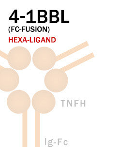4-1BBL (Fc-Fusion)