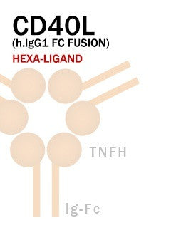 CD40L (h.IgG1 Fc-Fusion)