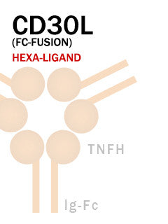 CD30L (Fc-Fusion)