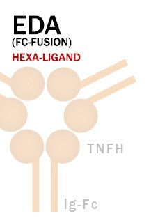 EDA (Fc-Fusion)