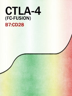 CTLA-4 (Fc-Fusion)
