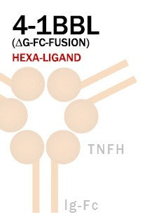 4-1BBL (Aglyco-Fc-Fusion)