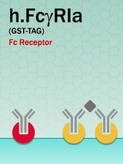 Human FcγRI (GST-Fusion)