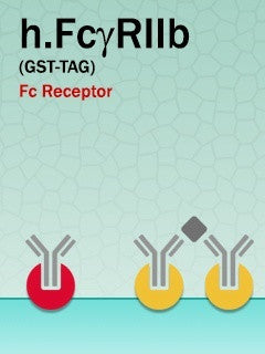 Human FcγRIIb  (GST-Fusion)