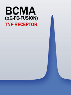 BCMA (Aglyco-Fc-Fusion)