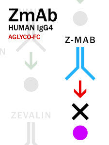 Biotin-Z-MAB – Human IgG4 with aglyco-Fc