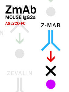 Z-MAB – Mouse IgG2a with aglyco-Fc