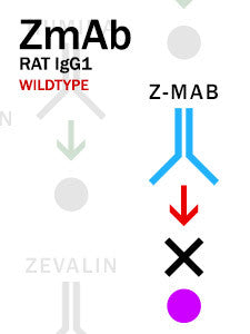 Z-MAB – Rat IgG1