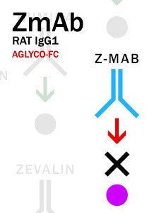 Z-MAB – Rat IgG1 with aglyco-Fc
