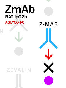 Z-MAB – Rat IgG2b with aglyco-Fc
